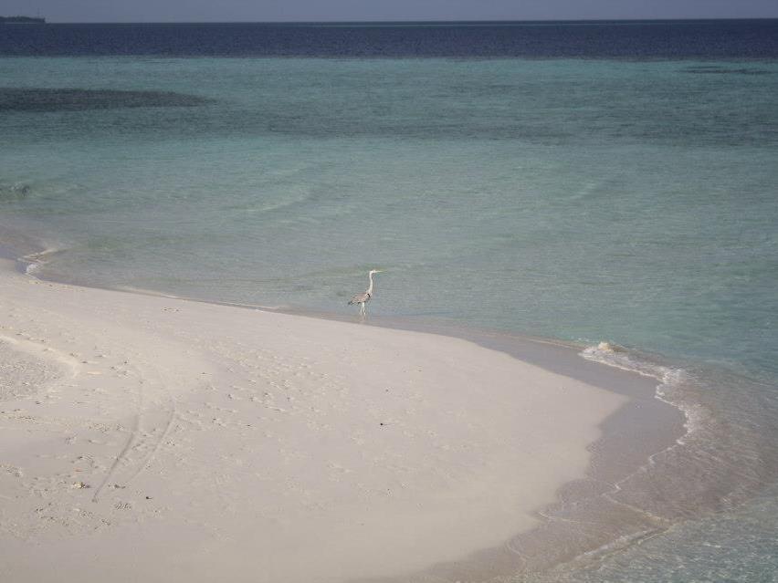 Fulidhoo La Perla Guest House Экстерьер фото